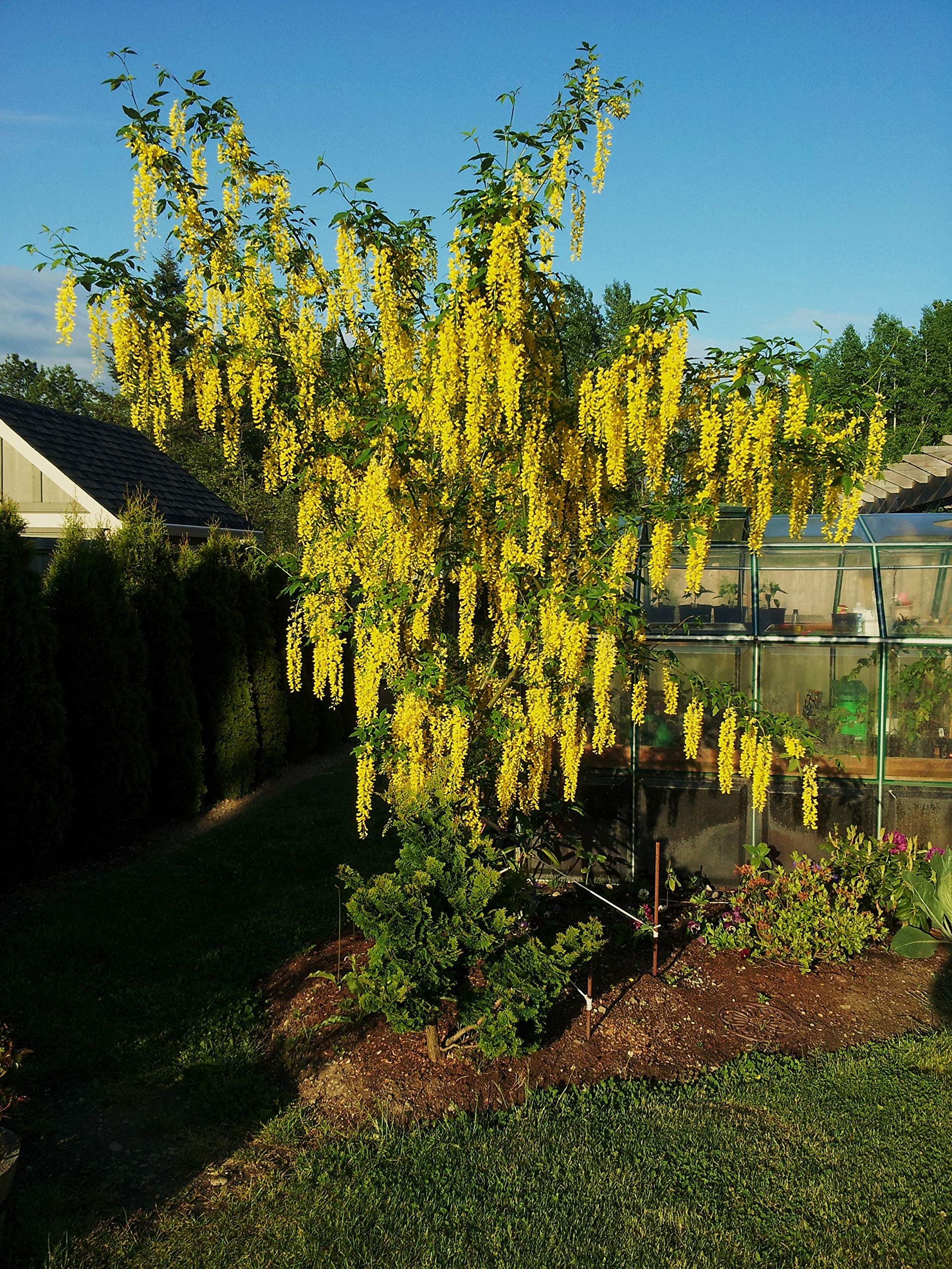 Amazon.com : 1145-Golden Chain Tree (Laburnum amagyroides